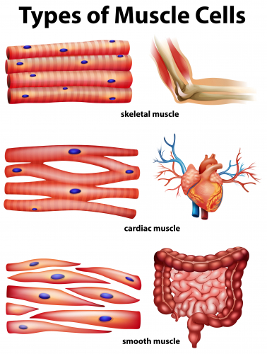 Picture of muscle types